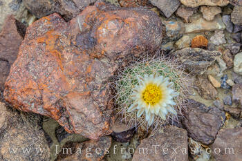 Beauty in the Desert - Big Bend NP 301-1