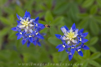 Bee in your Bluebonnet 1