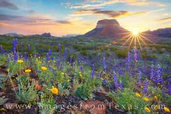 Big Bend - Bluebonnet Sunrise 1