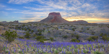 Big Bend Bluebonnet Panorama 223-1