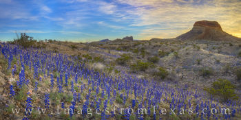 Big Bend Bluebonnet Panorama 223-2