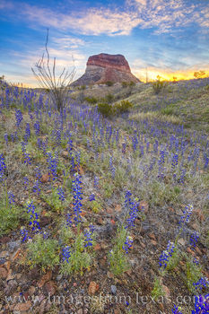 Big Bend Bluebonnets 223-2
