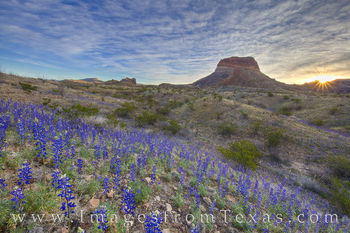 Big Bend Bluebonnets at Sunrise 223-1