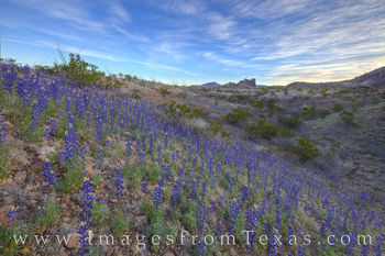 Big Bend Bluebonnets in February 1