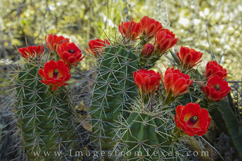 Big Bend Claret Cup Cacti 1