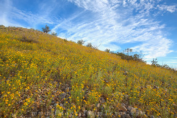 Big Bend Golden Wildflowers 2