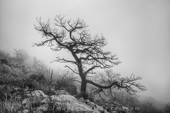 Big Bend - Emory Tree in Black and White