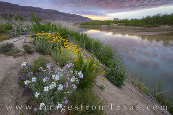 Wildflowers at Big Bend National Park 1