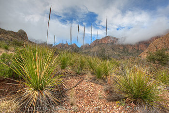Big Bend  - Yuccas after a Storm
