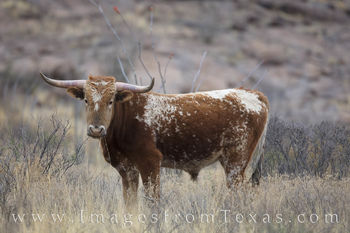 Big Bend Longhorn 1