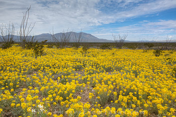 Big Bend - Desert Wildflowers