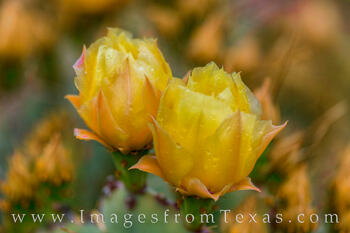 Big Bend Prickly Pear Cacti 1