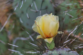 Big Bend Prickly Pear Cacti 2