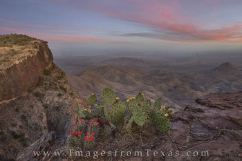 Big Bend South Rim Cacti at Sunset 1