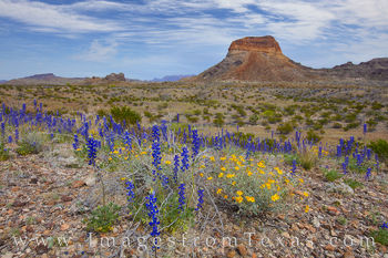Big Bend Wildflowers and Cerro Castellan 11
