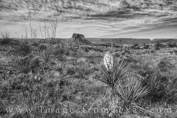 Big Bend Yucca and Bluebonnets Black and White 1