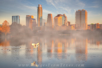 Bird in Flight - Austin Texas Skyline