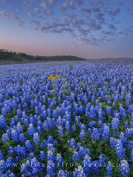 Blue Hour at Muleshoe Bend 402-1