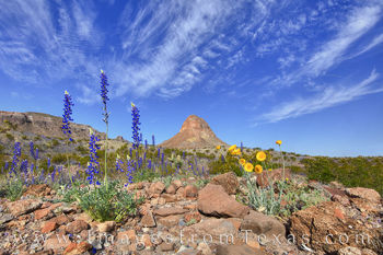 Blue and Gold, Big Bend 309-1