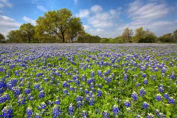 Bluebonnet Afternoon - Cypress Mill