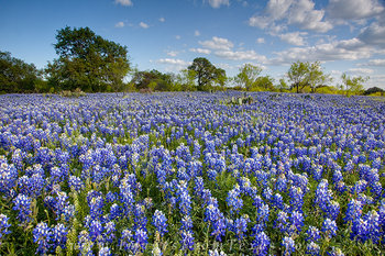 Bluebonnet - Afternoon in the Country