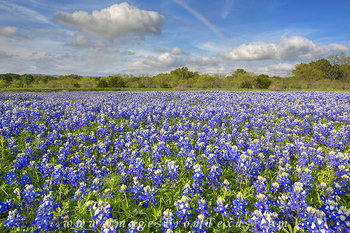 Bluebonnet Rainbow 2