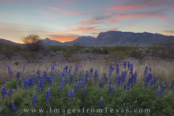 Bluebonnet Sunrise at Big Bend 1