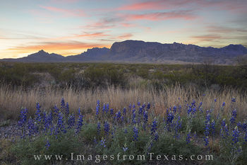 Bluebonnet Sunrise at Big Bend 2