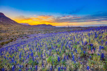 Bluebonnet Sunrise in Big Bend 309-3