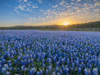Bluebonnet Sunrise in early April 402-1