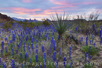 Bluebonnet Sunrise near the Mule Ears, Big Bend 307-4