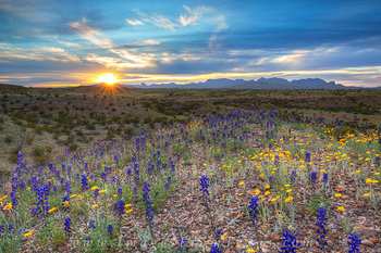Bluebonnet Sunset over the Chisos 1