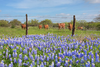 Bluebonnet Watchers of the Hill Country