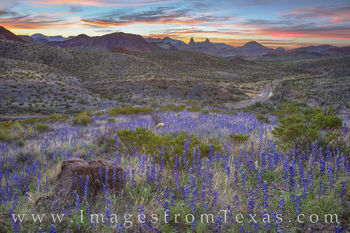Bluebonnets before Sunrise, Big Bend NP 23