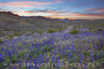 Bluebonnets before Sunrise, Big Bend NP 24
