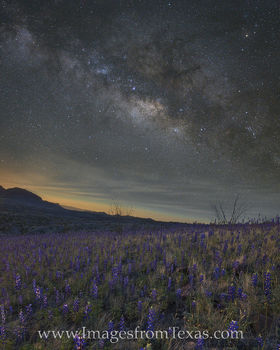 Bluebonnets Under the Milky Way, Big Bend 310-1