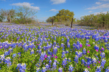 Bluebonnets along 152 1