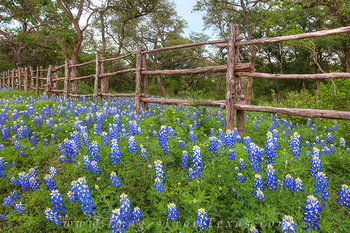 Bluebonnets along a Hill Country Fence 1