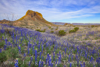 Bluebonnets and Cerro Castellan Morning 221-2