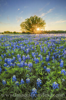 Bluebonnets and One Tree 2