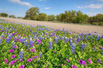 Texas Bluebonnets and Stork's Bill 2