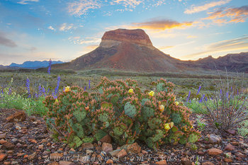 Bluebonnets and Prickly Pear - Big Bend