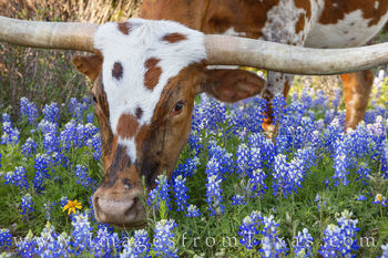Bluebonnets and a Longhorn 409-2