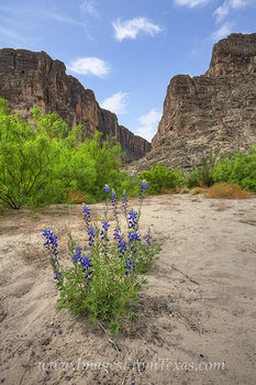Bluebonnets at Big Bend National Park 1