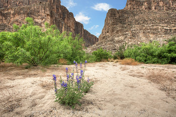 Bluebonnets at Big Bend National Park 2
