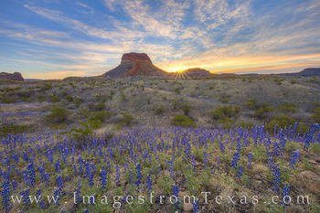 Bluebonnets in the Desert, Big Bend NP 27
