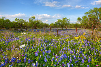 Bluebonnets in the Late Afternoon 1