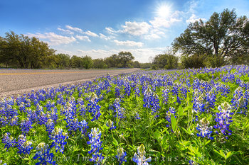 Bluebonnets in the Sun