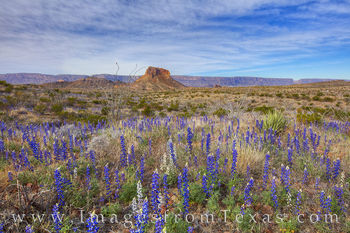 Bluebonnets of the Big Bend 25