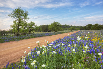 Bluebonnets on a Dirt Road 1